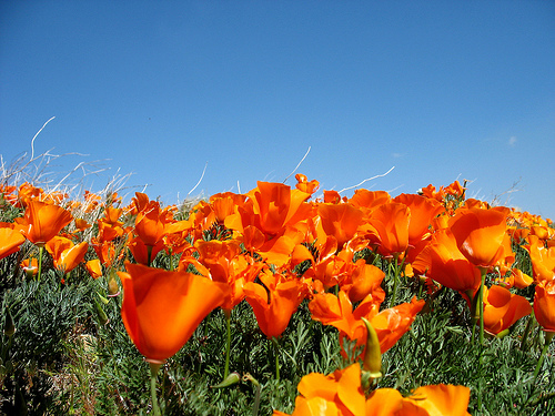 california poppy field. poppy hotline when I